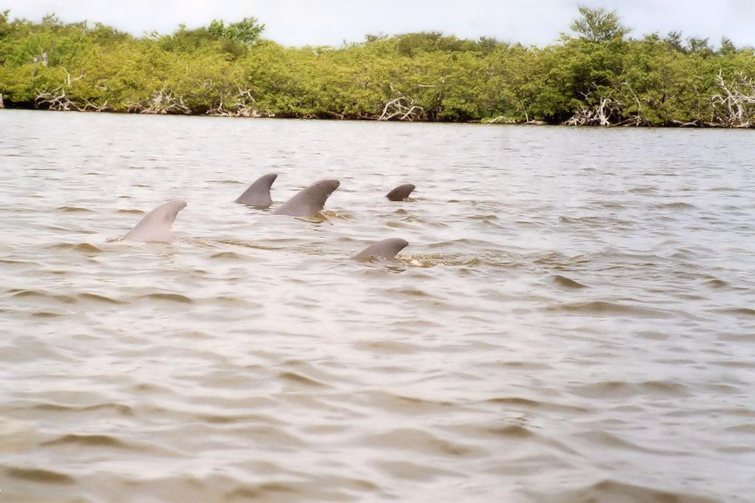 香蕉河里的海豚群